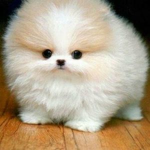 Meet your Posher, Huyen